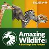 undefined Amazing Wildlife: A San Diego Zoo Podcast