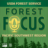 undefined Forest Focus