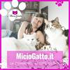 undefined MicioGatto - Tutto sui gatti!