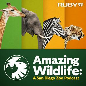 Ascolta Amazing Wildlife: A San Diego Zoo Podcast nell'app