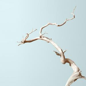 Ascolta Bonsai Mirai: Asymmetry nell'app