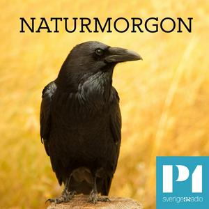 Ascolta Naturmorgon nell'app